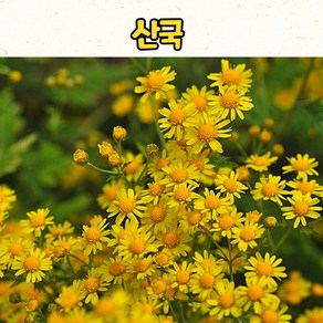 산국모종(3치 포트) 노지월동 야생화, 1개, 노란색
