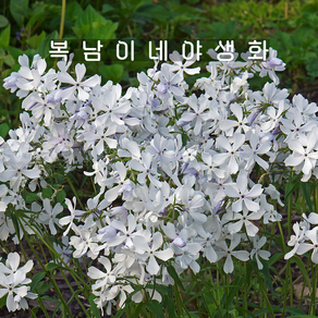 차가플록스 화이트퍼퓸 [3포트 복남이네야생화 모종 향기 프록스 phlox], 3개