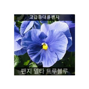 씨앗] 제라늄 핀토 바이올렛 5립, 1개