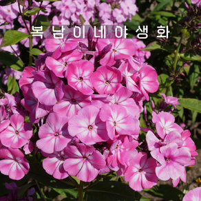 프록스 아나스탸샤 [1포트 복남이네야생화 모종 플록스 phlox]