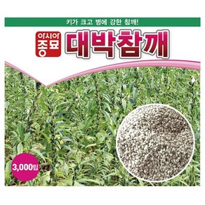 아시아종묘 씨앗 참깨 대박참깨 3000립 무코팅, 1개