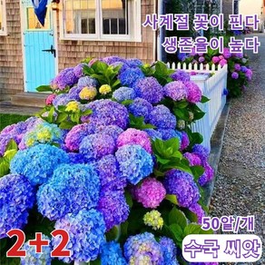 수국꽃 화단 사계절 개화 생존율 높다 꽃밭 정원 수국, 50알 수국씨앗, 4개