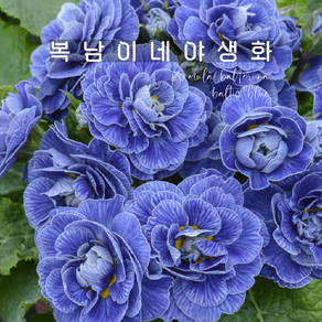 발레리나앵초 발틱블루 [1포트 복남이네야생화 모종 앵초 프리뮬라 pimula], 1개