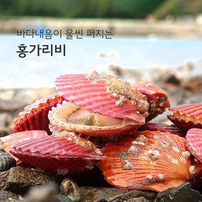 청정해역 통영 어장직송 싱싱한 홍가리비 (1키로 25미내외), 1박스, 1kg