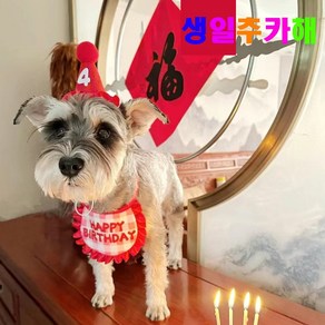 알파벳샵 강아지 고양이 생일 파티 고깔 숫자 세트 * 2개, 1세트, 레드