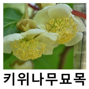 키위나무 묘목 수분수 숫나무 아틀라스 삽목2년 포트묘, 1개