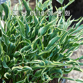 호스타 핸즈업 [1포트 복남이네야생화 모종 반그늘 지피 비비추 휴케라 그라스 hosta], 1개