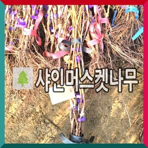 블랙사파이어 가지포도나무 묘목, 18808대목