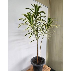 베하몰 실내 화초 드라세나 송오브인디아 약80cm