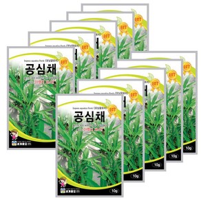 공심채 씨앗 세계 모닝클로리 재배