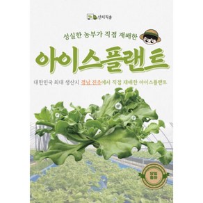 아이스플랜트 억대농부 얼음채소 무농약 생채소 샐러드 쌈 1kg, 1개