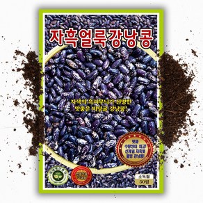 자흑 얼룩 강낭콩씨앗 50립 얼룩강낭콩씨앗 콩씨 씨앗 대장 KS종묘, 1개