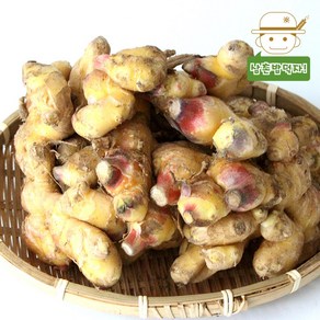 [삼촌농장] 향긋한 햇 흙생강 특상품 1kg, 1개