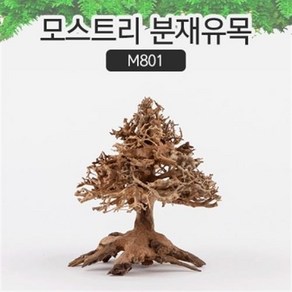 유피코리아 모스트리 분재유목 M (M801), 1개