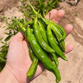 톡 쏘는 매운맛과 신선한 아삭함 산지직송 국내산 꽈리고추, 1박스, 1kg