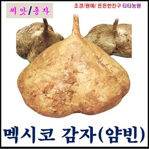 희귀씨앗/희귀종자/ 멕시코감자 씨앗/얌빈 약 50립