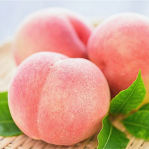 [팜투유] 산지직송 고당도 프리미엄 달콤 하우스 복숭아, 1개, 대과 1.5kg (4~9과내외)