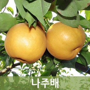 나주배(비품) 15kg 1박스 (20~30과내외) 기스배 햇배