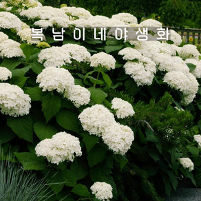 목수국 화이트애나벨 대품 3만 [1포트 복남이네야생화 모종 hydangea], 1개