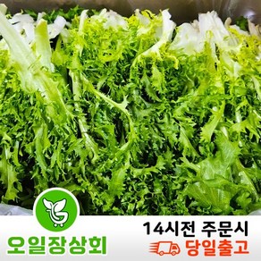 < 오일장 상회 > 국내산 치커리 쌈야채 2kg 4kg내외