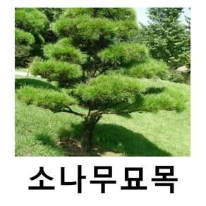 소나무 묘목 적송/금강송 키100-120cm, 1개