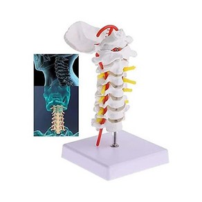 인체뼈 모형 Human Anatomical Model Cevical Veteba Spine with Neck Atey Occipital Bone Disc and, 한개옵션0