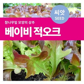 마이플랜트 샐러드 채소 베이비 적오크 씨앗, 3000립, 1개