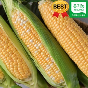 [수라모아] 한정수량 고당도 초당옥수수, 1세트, 3kg_중품 10개