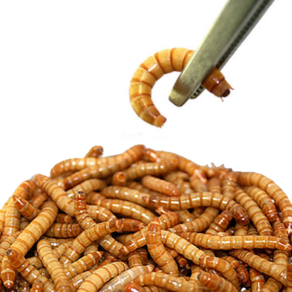 밀웜나라 살아있는 밀웜, 약 1cm 200마리(소), 1개
