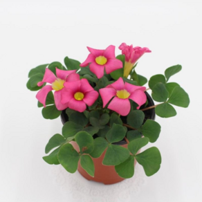 [골든플랜트] 옥살리스(Oxalis pupuea Ganet) 빨강꽃 펄퓨리아 가넷 사랑초 '가넷', 1개