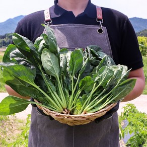 국산 시금치 겨울 제철 햇 수확 노지 시금치, 1박스, 2kg