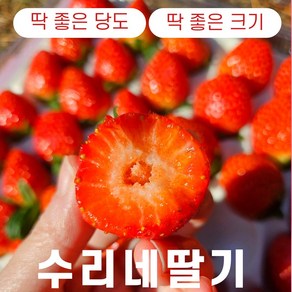 수리네 꿀당도 딸기 첫출하 산지직송 설향 금실 킹스베리 400g 500g 700g 1kg 1.5kg 2kg