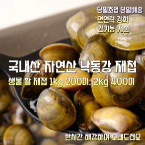 [산지직송] 국내산 자연산 25년 햇 생물 재첩 활재첩 1kg 200미 내외. 2kg 400미 내외 4kg 800미 내외, 1박스, 햇 생물 재첩 1kg 200미 내외