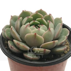 [꽃사랑식물나라] 벤바디스 다육이 공기정화식물 식물키우기, 1개