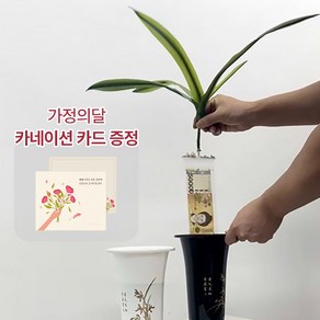 [어버이날]돈뽑는 난초 용돈박스 반전 부모님 생신 칠순 환갑 선물 설날 추석 용돈, 1개, OPP 10개입
