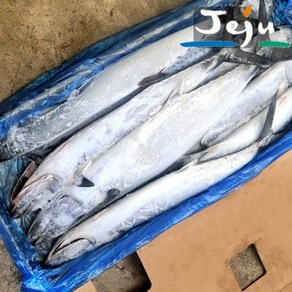 제주 대삼치 선동 급냉 도매 1상자 10kg 삼치 삼치회 대삼치회 용도 제주한림수산, 1박스, 대삼치10kg