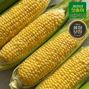 [산지직송] 첫출하 프리미엄 특품 16bix이상 초당옥수수, 1세트, 5개입, [못난이] 초당 옥수수 5개입