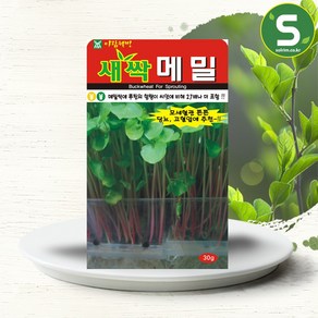 솔림텃밭몰 새싹메밀씨앗 30g 새싹메밀 새싹채소 씨앗 웰빙새싹, 1개