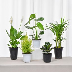 실내공기정화식물 중품 인테리어식물, 8.산세베리아(중품), 1개
