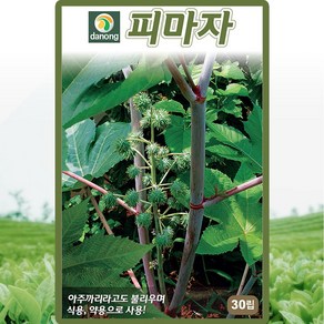 산들마켓 피마자 씨앗 30립 아주까리 피마자씨 종자, 1개