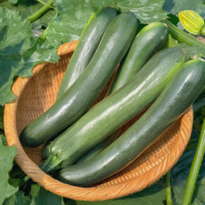 [초특가할인] 국내산 쥬키니 주키니 호박 못난이 식당용 호박, 1개, 쥬키니 10kg 내외 (업소용)