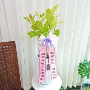 중형 뱅갈고무나무 80cm - 개업화분 승진화분 화분선물 화분문구 화분리본 서비스, 1개