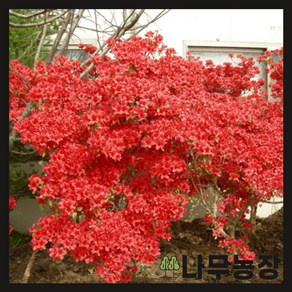 (나무농장) 철쭉 영산홍(베니) 키 30cm 분 ( 5주묶음 ), 1개