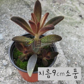 적토이 지름 9cm 소품 (상토와 마사만 사용한 건강한다육), 1개