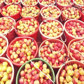 영태네농산물] 새벽수확! 경북 햇 자두, 1개, 1kg / 중