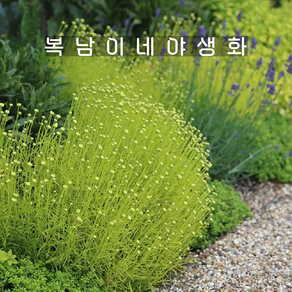 코튼라벤더 레몬피즈 [1개 복남이네야생화 모종 허브 산토리나 santolina], 1개