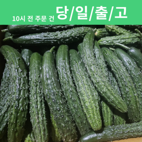 가시오이 못난이 가정용 업소용 [신흥유통][무료배송][산지직송], 1개, 가시오이 5kg 내외 (가정용/못난이)