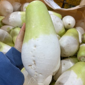 국내산 제주 월동무, 1박스, 8kg[4-6개쯤]