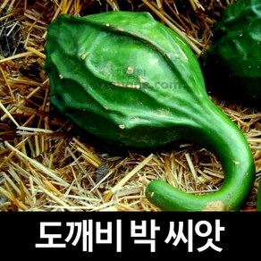 도깨비박 씨앗 조롱박 종자 도깨비 방망이 박씨 5알