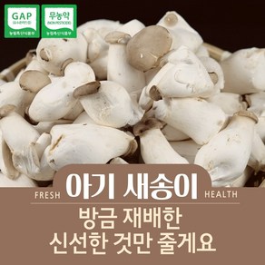 미니 새송이 꼬마 아기 새송이 2kg, 1개